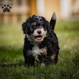 Diesel, Mini Bernedoodle Puppy